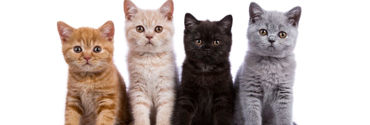 10 COSAS QUE CONSIDERAR ANTES DE ADOPTAR UN GATITO