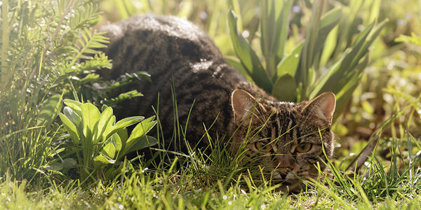 Pourquoi mon chat ne boit-il pas ?