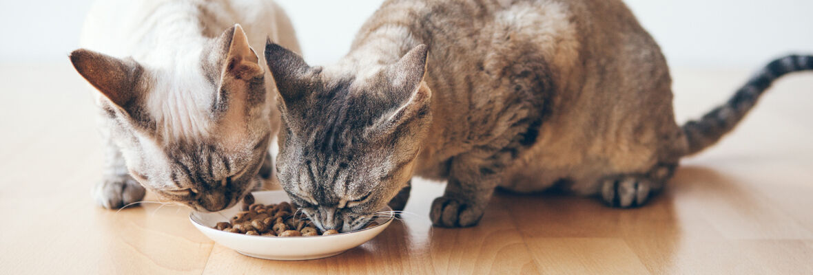 Comida casera para gatos y alimentos prohibidos: &iquest;qu&eacute; tener en cuenta?