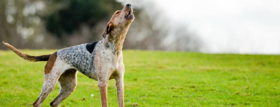 QUEL EST LE COMPORTEMENT D'UNE CHIENNE EN CHALEUR ?