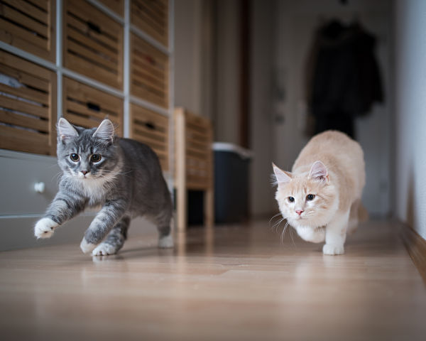 &iquest;C&Oacute;MO HACER QUE DOS GATOS SE LLEVEN BIEN?