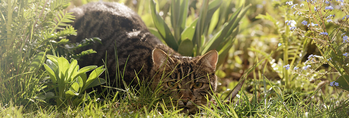 Pourquoi mon chat ne boit-il pas ?