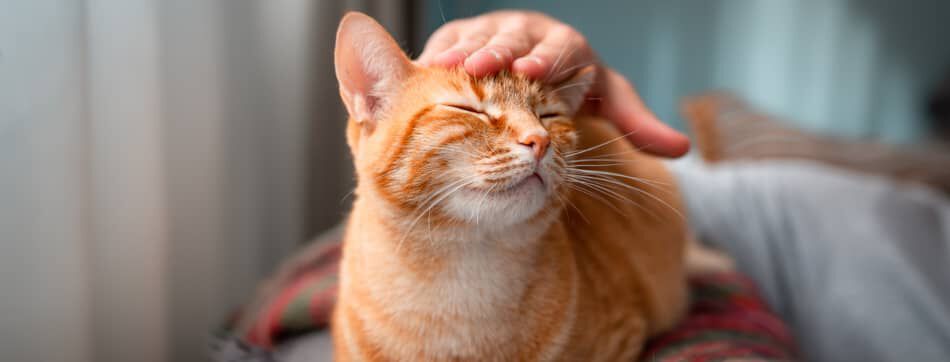 &iquest;Qu&eacute; significado tienen las posturas de los gatos?