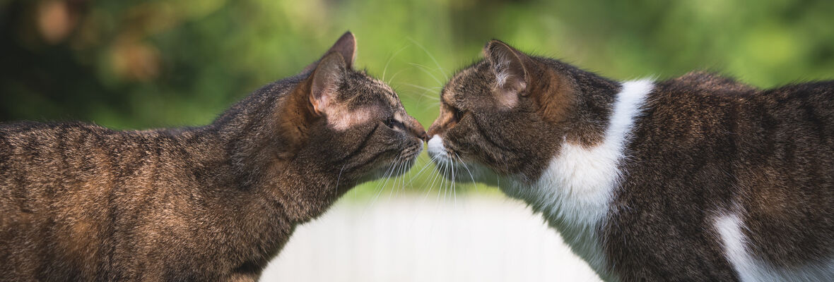 C&oacute;mo introducir un segundo gato en casa paso a paso