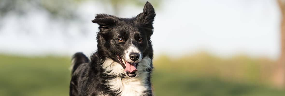 LES 10 RACES DE CHIENS LES PLUS INTELLIGENTES