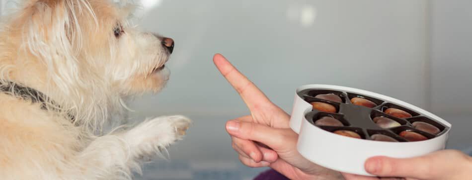 Alimentos prohibidos para perros: c&oacute;mo evitar intoxicaciones