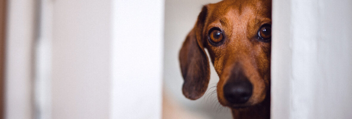 Mi perro no quiere salir a la calle: &iquest;c&oacute;mo lo ayudo?