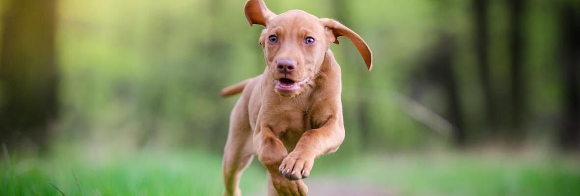 RAZAS DE PERROS DEPORTISTAS PARA GENTE ACTIVA