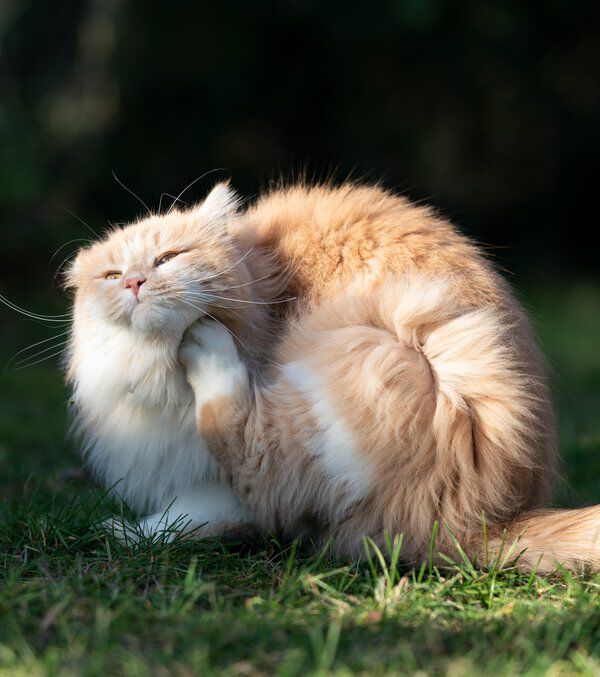 5 remedios caseros para las pulgas en gatos