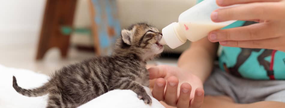 Gu&iacute;a sobre qu&eacute; comen los gatitos y c&oacute;mo alimentarlos