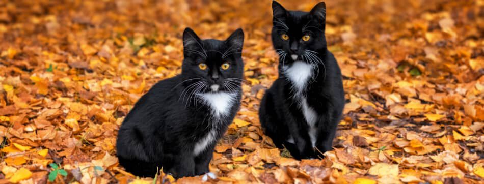 Qu&eacute; es mejor: &iquest;tener dos gatos machos o macho y hembra?