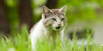 COMMENT R&Eacute;AGIR FACE &Agrave; UN CHAT QUI COURT DANS TOUS LES SENS ?