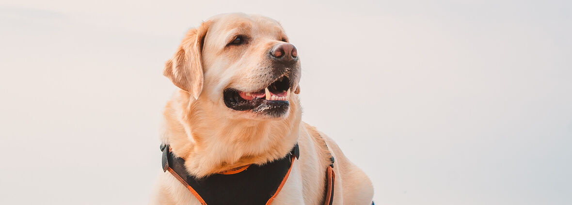 &iquest;C&oacute;mo poner el arn&eacute;s al perro?