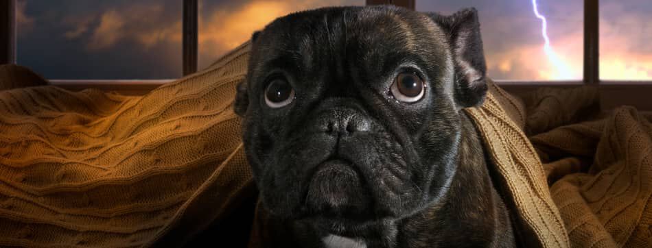 C&oacute;mo quitar la inseguridad y el miedo a un perro: consejos