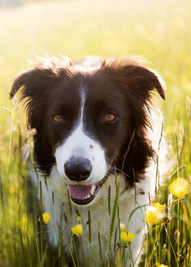 I CANI HANNO MEMORIA?