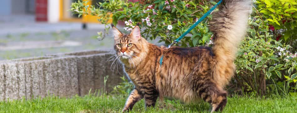 Pasear a un gato: todo lo que necesitas saber