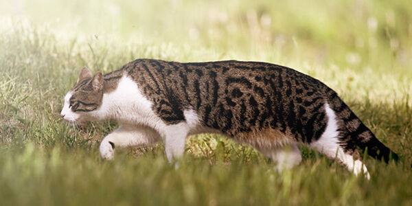 Pourquoi mon chat me mord-il?