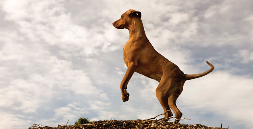 &Agrave; quoi sert la queue du chien?