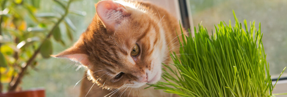 L&rsquo;HERBE &Agrave; CHAT : AVANTAGES ET INCONV&Eacute;NIENTS&nbsp;
