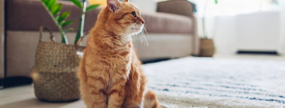 &iquest;Castrar o esterilizar? &iquest;Qu&eacute; es mejor para mi gato?