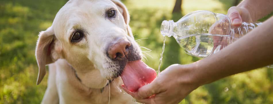 &iquest;C&oacute;mo saber si mi perro est&aacute; deshidratado? Consejos