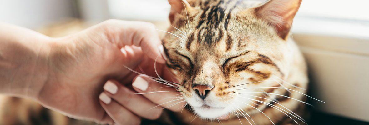 &iquest;C&oacute;mo acariciar a un gato? &iexcl;Las claves aqu&iacute;!