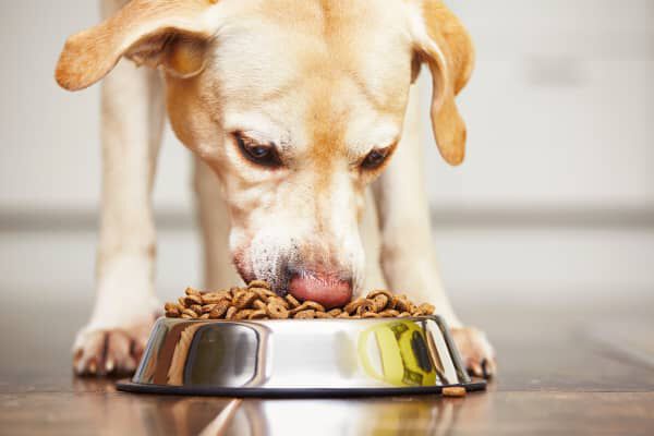 &iquest;Los perros pueden comer legumbres?