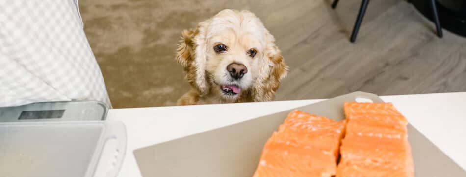 &iquest;Es bueno el salm&oacute;n para perros? 