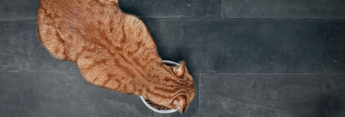 LA COMIDA PARA GATOS: ALIMENTACI&Oacute;N NATURAL Y HOL&Iacute;STICA