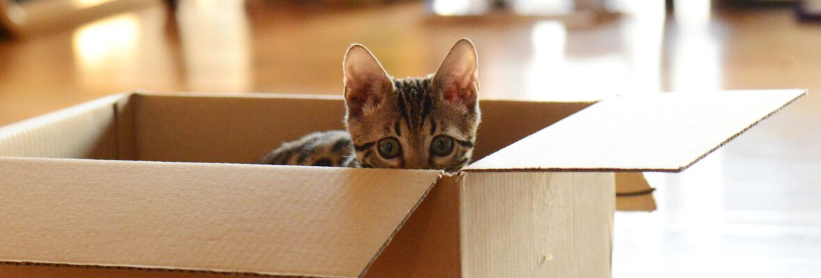 Nuevo gatito en casa: 5 consejos