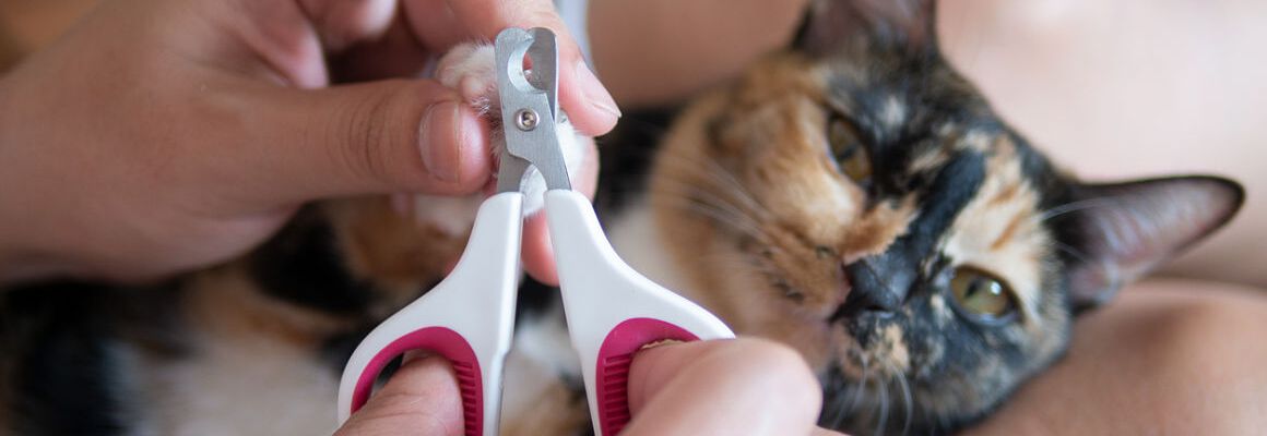 Cortar las u&ntilde;as a los gatos: gu&iacute;a pr&aacute;ctica