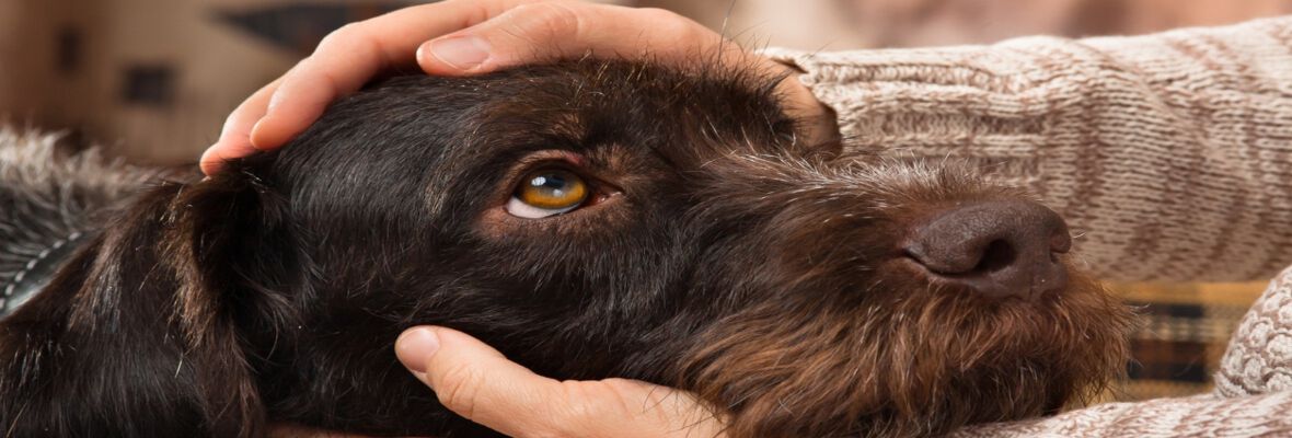 &iquest;C&oacute;mo saber si tu perro te quiere? 10 se&ntilde;ales