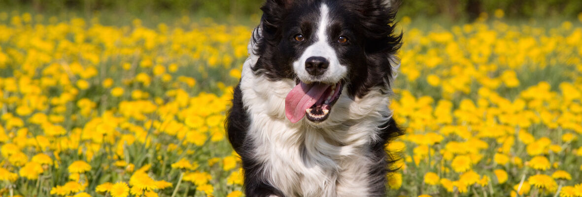 How much water do dogs need a day?