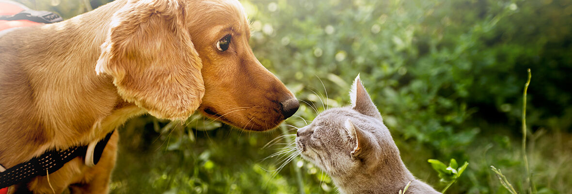 COMIDA NATURAL PARA PERROS Y GATOS: ALIMENTACI&Oacute;N HOL&Iacute;STICA Y PROTEICA