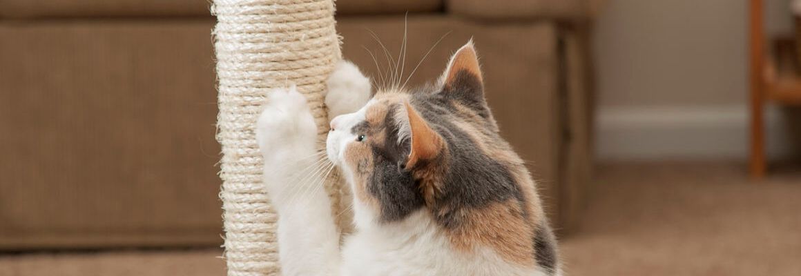 C&Oacute;MO ELEGIR LOS MEJORES RASCADORES PARA GATOS