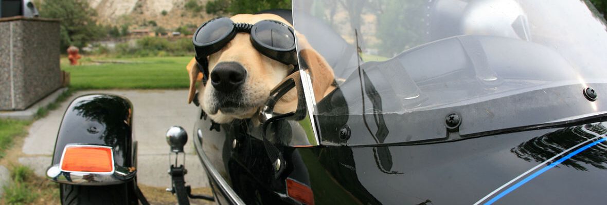 &iquest;SABES C&Oacute;MO LLEVAR A TU PERRO EN MOTO? SIGUE ESTOS PASOS