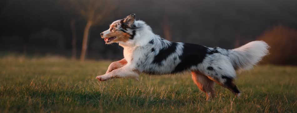 Zoomies en perros: &iquest;por qu&eacute; corre sin parar?