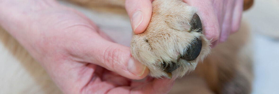 Beneficios de los masajes para perros