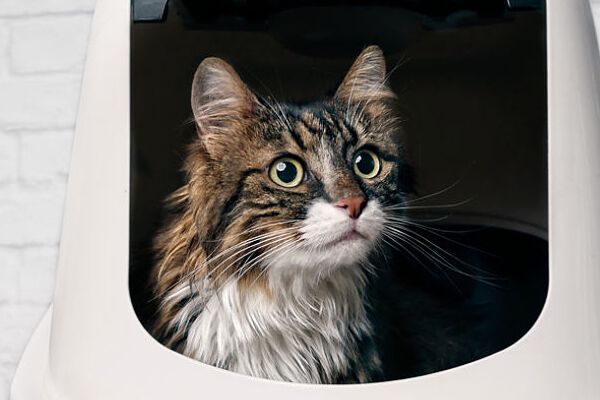 Arena biodegradable para gatos: &iquest;qu&eacute; ventajas tiene?