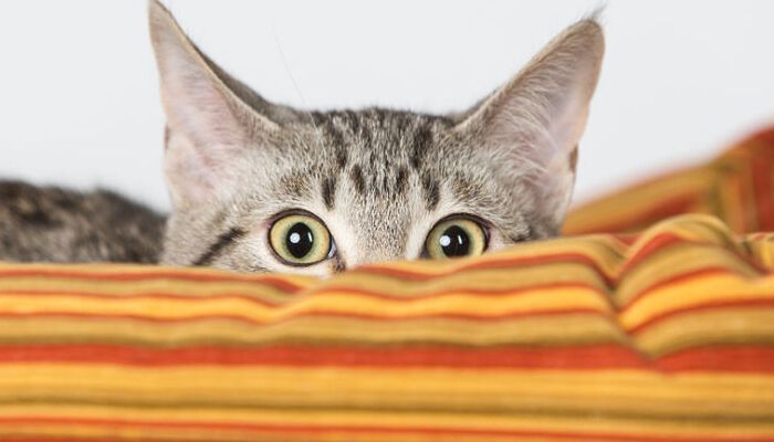 COME TRANQUILLIZZARE UN GATTO SPAVENTATO