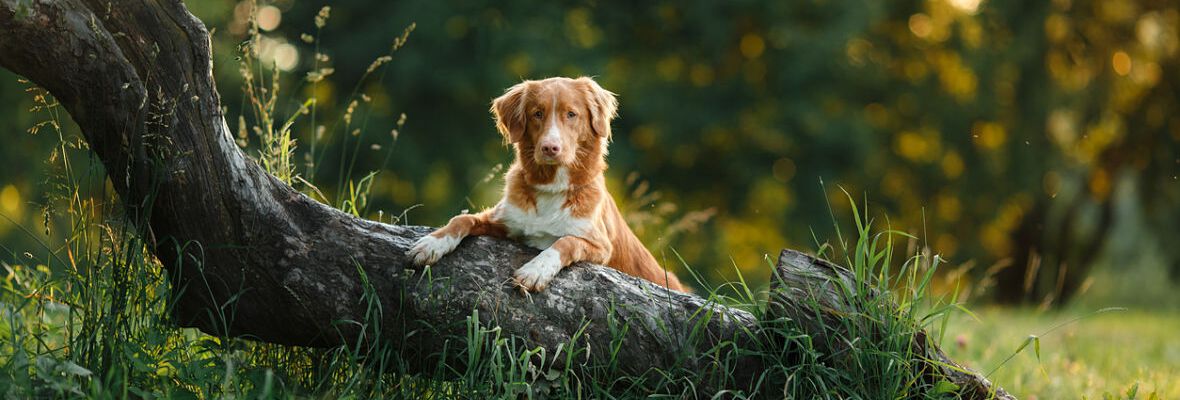 D&Oacute;NDE HACER TURISMO RURAL CON PERROS