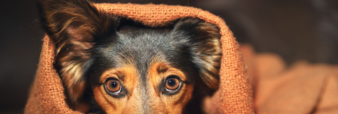 Perro estresado: &iquest;c&oacute;mo identificarlo y qu&eacute; puedo hacer?