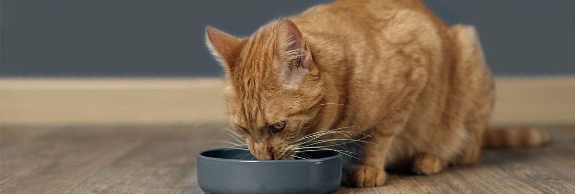 DIFERENCIAS ENTRE COMIDA H&Uacute;MEDA Y SECA PARA GATOS
