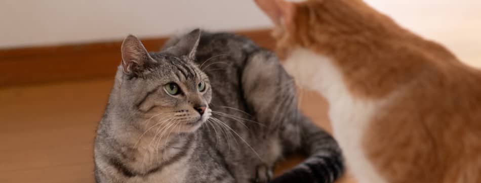 &iquest;Por qu&eacute; mi gato bufa al nuevo gatito?