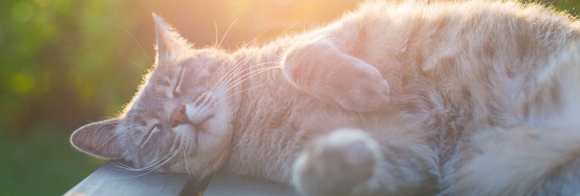 LOS GATOS Y EL CALOR: PRECAUCIONES Y CUIDADOS