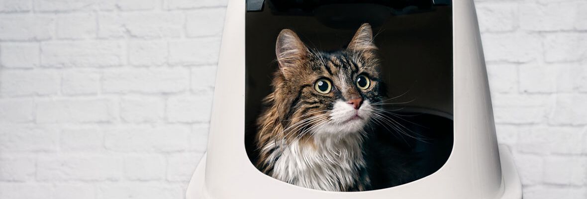 Arena biodegradable para gatos: &iquest;qu&eacute; ventajas tiene?
