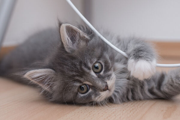 Giochi per gatti: giocare col vostro gatto, anche con giochi fai da te