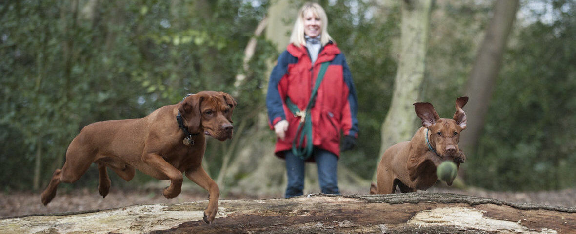 What is canicross? Tips for beginners