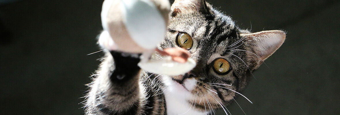 Les bienfaits du jeu et des jouets pour les chats d&rsquo;appartement