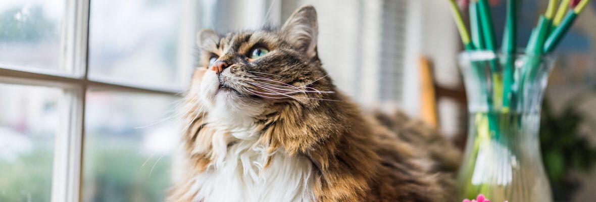 &iquest;C&oacute;mo cuidar un gato?